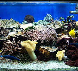 Aquarium in Erfurt