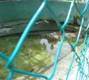 Krokodil