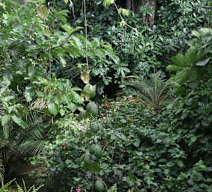 Blick auf den Tropenwald