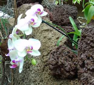 Palmitos Park