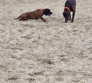 Die Hofhunde.
