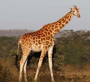 Giraffe am Lake Nakuru