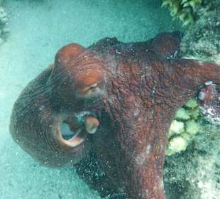Unterwasserwelt