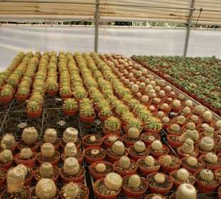 Gewächshaus Kakteenpark