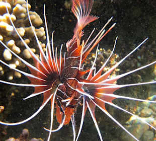 Auch ein Rotfeuerfisch?