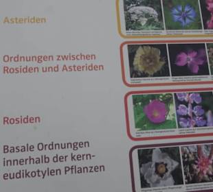 System der Pflanzen