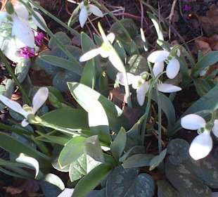 Erste Frühlingsboten