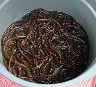 Nein ich will nicht probieren! 