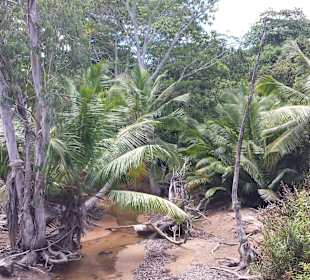 Auf dem Weg zur Anse Citron