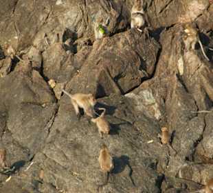 Auch die Affeninsel wird angefahren