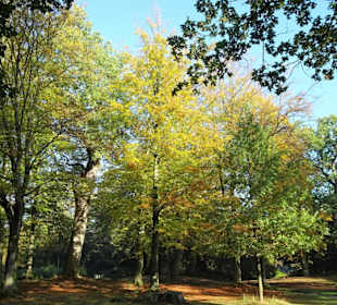 Herbstspaziergang durch den Schlosspark Lütetsburg