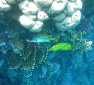 Unterwasserwelt Hotel Sharm Plaza