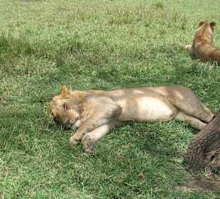 Lion Resting 