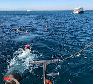 Delfin Tour Hurghada