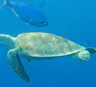 Fast täglich zu sehen