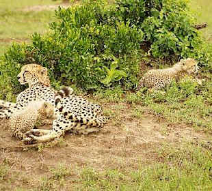 Gepardenmama mit Babys