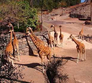 Tiere im Oasis Park Fuerteventura