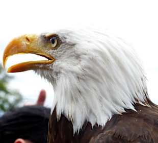 Weißkopf-Seeadler