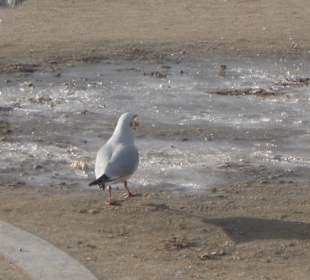 Gabbiano nel lago ghiacciato