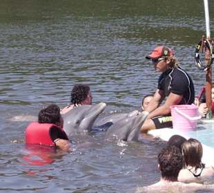 Schwimmen mit den Delfinen