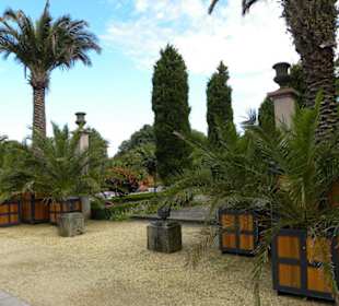 Palmen im Kurpark