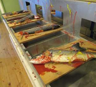 So wurde früher Fisch verarbeitet