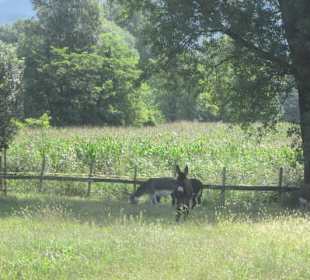 Agriturismo La Grangia Sorico