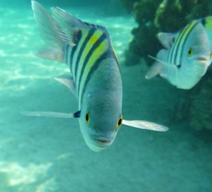 Diese Fische schwammen schon im seichten Wasser