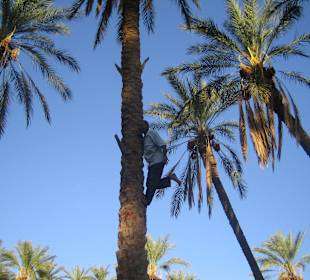 Ein Palmenkletterer 72 Jahre alt zeigt seine Kunst