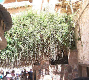 Der "brennende" Dornbusch