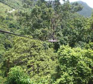Cable überm Regenwald