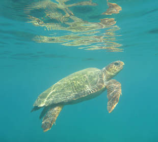 Schildkröte beim Schnorcheln vor dem Hotel