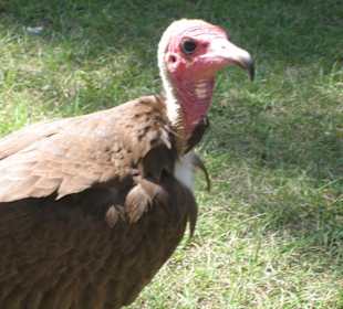 Geierfütterung im Senegambia Beach Hotel