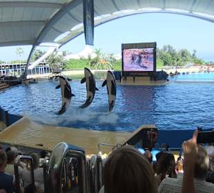 Ausflug Loro Park Teneriffa