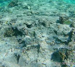 Schnorcheln Marsa Alam