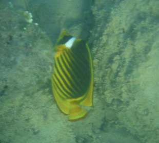 Unterwasseraufnahme am Hausriff