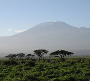 Kilimanjaro 