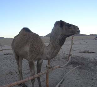 Ein einsames kamel