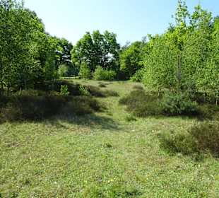 Wanderung durch den Sandtrockenrasen von Achim
