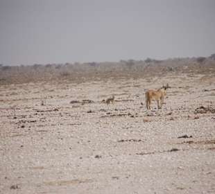 Etosha Nationalpark 3