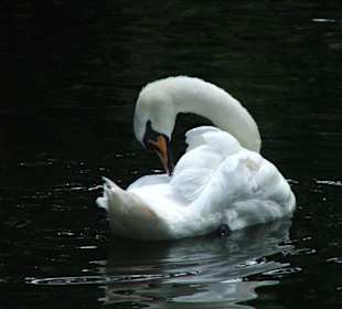 Un cisne en el Lago de Constanza