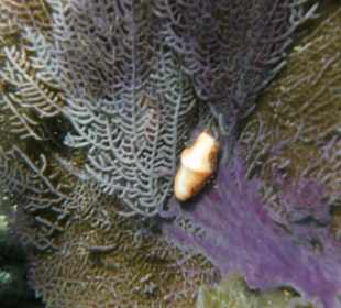 Schnecke an Koralle