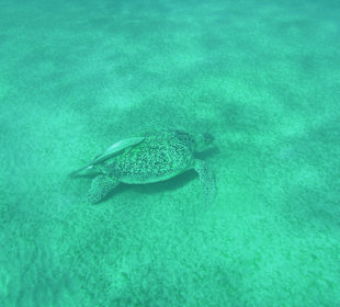 Schnorcheln Abu Dabbab