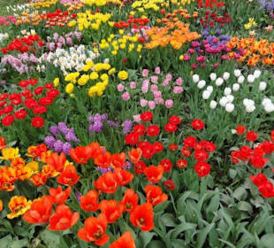 Insel Mainau im Mai