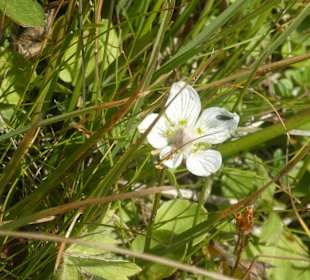 Schöne Wanderungen bei Oberstdorf