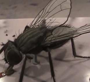 Naturhistorisches Museum