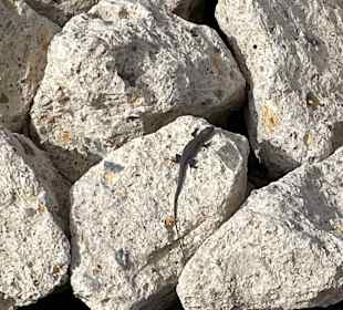 Wandern La Caleta de Adeje