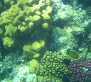 Schnorcheln im Hausriff vor dem Hotel