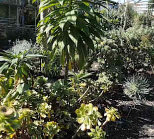 Botanischer Garten 