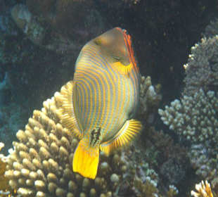 Am Hausriff Dreams Beach Resort & Dreams Vacation Resort